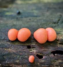 Attēlu rezultāti vaicājumam “Lycogala succineum sessile”