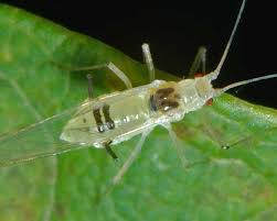 Attēlu rezultāti vaicājumam “Drepanosiphum platanoidis exuvia”