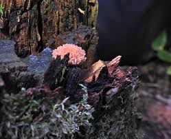 Attēlu rezultāti vaicājumam “Lycogala fuscoolearium macro”