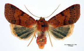 Attēlu rezultāti vaicājumam “Agrochola helvola imago”