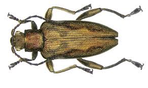 Attēlu rezultāti vaicājumam “Donacia clavipes”