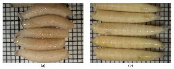 Attēlu rezultāti vaicājumam “Callimorpha dominula larva”