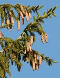 Attēlu rezultāti vaicājumam “Picea abies fruit”