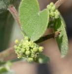 Argyrolobium tomentosum