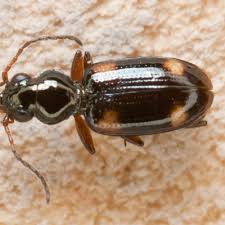 Attēlu rezultāti vaicājumam “Bembidion quadrimaculatum”
