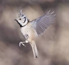 Attēlu rezultāti vaicājumam “Lophophanes cristatus”