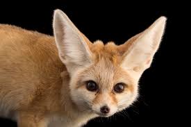 Attēlu rezultāti vaicājumam “Vulpes zerda”