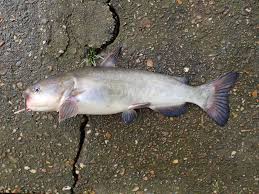 Image result for Ameiurus catus