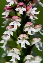 Attēlu rezultāti vaicājumam “Orchis ustulata”