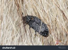 Attēlu rezultāti vaicājumam “Dermestes murinus”