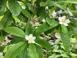 Attēlu rezultāti vaicājumam “Mespilus germanica leaf”