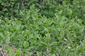Attēlu rezultāti vaicājumam “Silene baccifera”