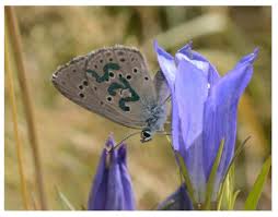 Attēlu rezultāti vaicājumam “Maculinea alcon underside”