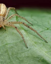 Attēlu rezultāti vaicājumam “Tibellus oblongus”