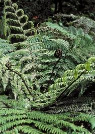 Attēlu rezultāti vaicājumam “Weissia squarrosa”