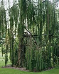 Attēlu rezultāti vaicājumam “Picea abies fo. virgata”