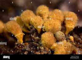 Attēlu rezultāti vaicājumam “Hemitrichia clavata stalked”