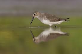 Attēlu rezultāti vaicājumam “Calidris alpina”