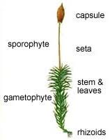 Attēlu rezultāti vaicājumam “Acrocarpous mosses”