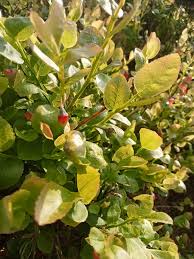 Attēlu rezultāti vaicājumam “Vaccinium myrtillus leaf”