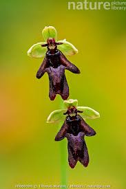 Attēlu rezultāti vaicājumam “Ophrys insectifera flower”