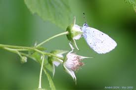 Attēlu rezultāti vaicājumam “Celastrina argiolus underside”