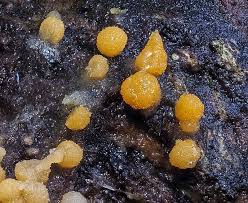 Attēlu rezultāti vaicājumam “Bactridium flavum”