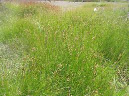 Attēlu rezultāti vaicājumam “Juncus gerardii bud”