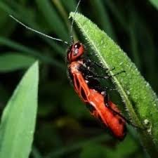 Attēlu rezultāti vaicājumam “Caenolyda reticulata”