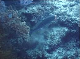 Image result for Aprion virescens