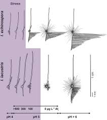 Attēlu rezultāti vaicājumam “Isoetes echinospora leaf”
