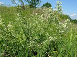 Attēlu rezultāti vaicājumam “Galium album”