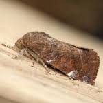 Attēlu rezultāti vaicājumam “Cosmia pyralina”