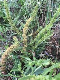 Attēlu rezultāti vaicājumam “Rumex maritimus”