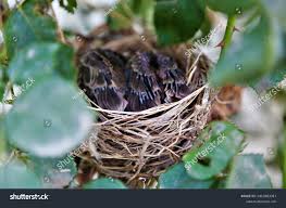 Attēlu rezultāti vaicājumam “Crex crex eggs”