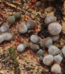 Attēlu rezultāti vaicājumam “Badhamia foliicola spores”