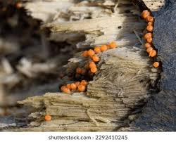 Attēlu rezultāti vaicājumam “Trichia decipiens”