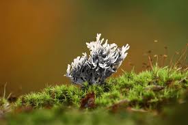 Attēlu rezultāti vaicājumam “Clavulina cinerea”