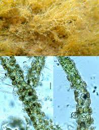 Attēlu rezultāti vaicājumam “Chaetophora pisiformis”