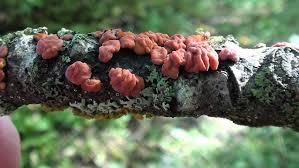 Attēlu rezultāti vaicājumam “Exidia saccharina”