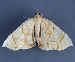 Attēlu rezultāti vaicājumam “Eulithis sp.”