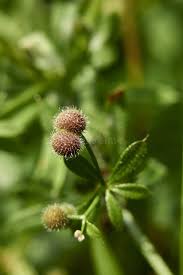 Attēlu rezultāti vaicājumam “Galium aparine fruit”