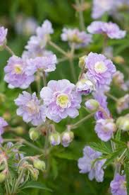Image result for Geranium `Summer Skies`