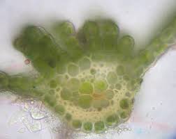 Attēlu rezultāti vaicājumam “Atrichum undulatum sporophyte”