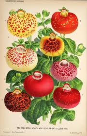 Image result for Calceolaria