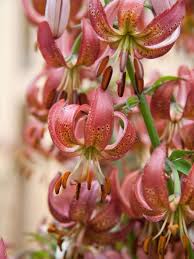 Image result for Lilium martagon `Manitoba Fox`