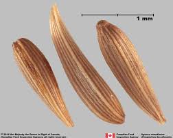 Attēlu rezultāti vaicājumam “Lapsana communis fruit”