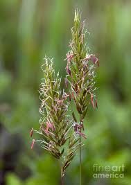 Attēlu rezultāti vaicājumam “Anthoxanthum odoratum”
