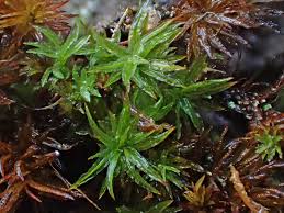 Attēlu rezultāti vaicājumam “Atrichum flavisetum”