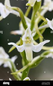 Attēlu rezultāti vaicājumam “Platanthera bifolia flower”